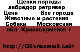 Щенки породы лабрадор ретривер › Цена ­ 8 000 - Все города Животные и растения » Собаки   . Московская обл.,Красноармейск г.